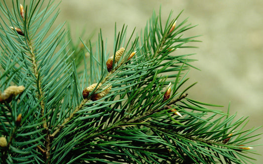 Juniper &amp; Fir kotihajuvesi